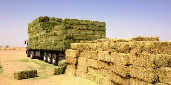 مطلوب مندوبين تسويق لمصنع العامريه براتب 3000 جنيه