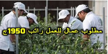 مطلوب عمال للعمل بمزارع ومصانع بالنوبارية – القاهرة – وادي النطرون (تعليب وتغليف) راتب 1950ج