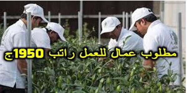 مطلوب عمال للعمل بمزارع ومصانع بالنوبارية – القاهرة – وادي النطرون (تعليب وتغليف) راتب 1950ج
